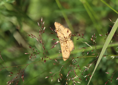 Idaea serpentata
