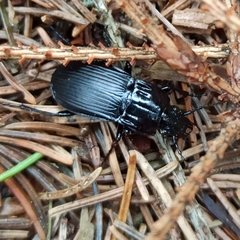 Abax parallelepipedus