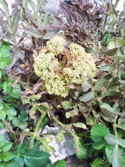 Prionosciadium thapsoides