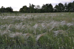 Stipa zalesskyi