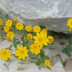 Blackstonia perfoliata
