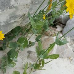 Blackstonia perfoliata