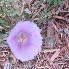 Callirhoe involucrata