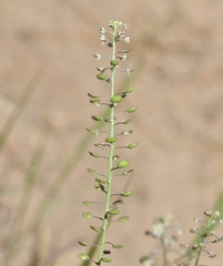 Lepidium virginicum menziesii