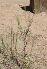 Lepidium virginicum menziesii