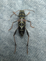 Neoclytus scutellaris