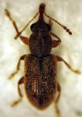 Rhinorhynchus rufulus