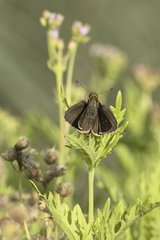 Panoquina ocola