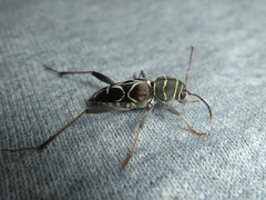 Neoclytus scutellaris