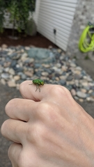 Trachykele blondeli blondeli