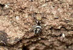 Habronattus coecatus