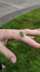 Trachykele blondeli blondeli