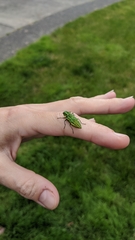 Trachykele blondeli blondeli