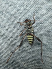 Neoclytus scutellaris