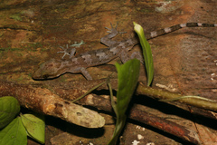 Cyrtodactylus philippinicus