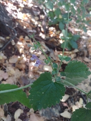 Scutellaria brevibracteata