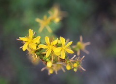 Hypericum perforatum