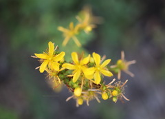 Hypericum perforatum