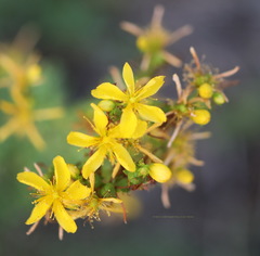 Hypericum perforatum