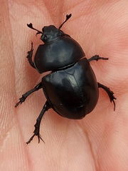 Trypocopris vernalis