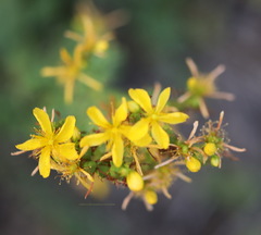 Hypericum perforatum