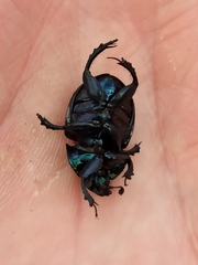 Trypocopris vernalis