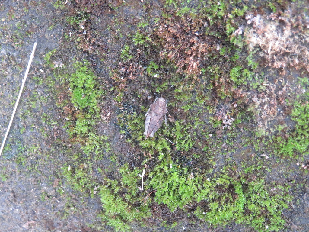 Hyboella dilatata