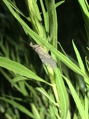 Plega dactylota