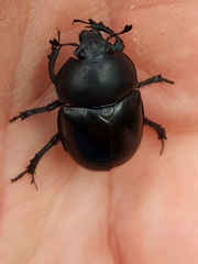 Trypocopris vernalis