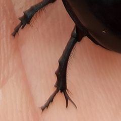 Trypocopris vernalis