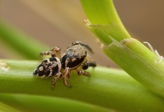 Habronattus coecatus