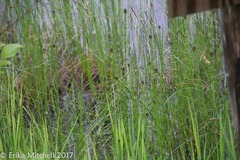 Equisetum fluviatile