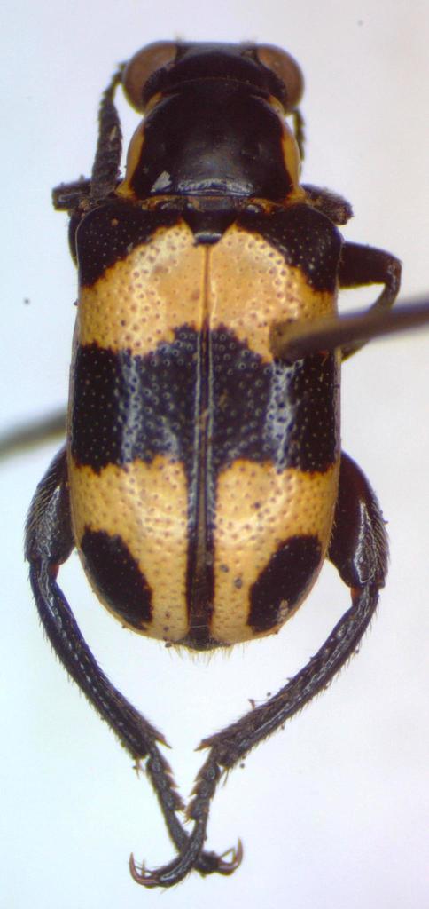 Mastostethus chontalensis