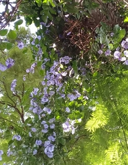 Solanum wendlandii