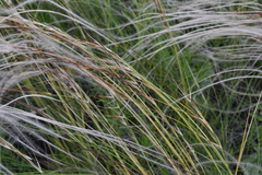 Stipa zalesskyi