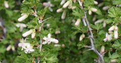 Ribes leptanthum