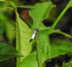 Brachydiplax farinosa