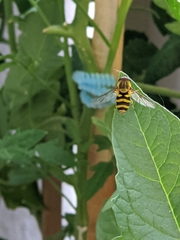 Syrphus knabi