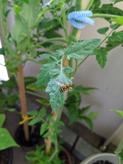 Syrphus knabi