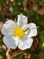 Chrysanthia reitteri