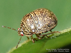 Megacopta punctatissima