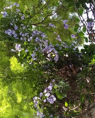Solanum wendlandii