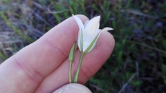 Prismatocarpus campanuloides