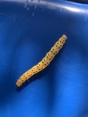 Epicorsia oedipodalis