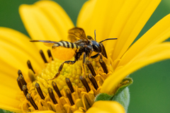 Paranthidium jugatorium