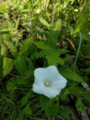 Calystegia spithamaea