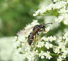 Gymnomerus laevipes