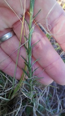 Prismatocarpus campanuloides