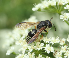 Gymnomerus laevipes