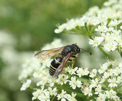 Gymnomerus laevipes